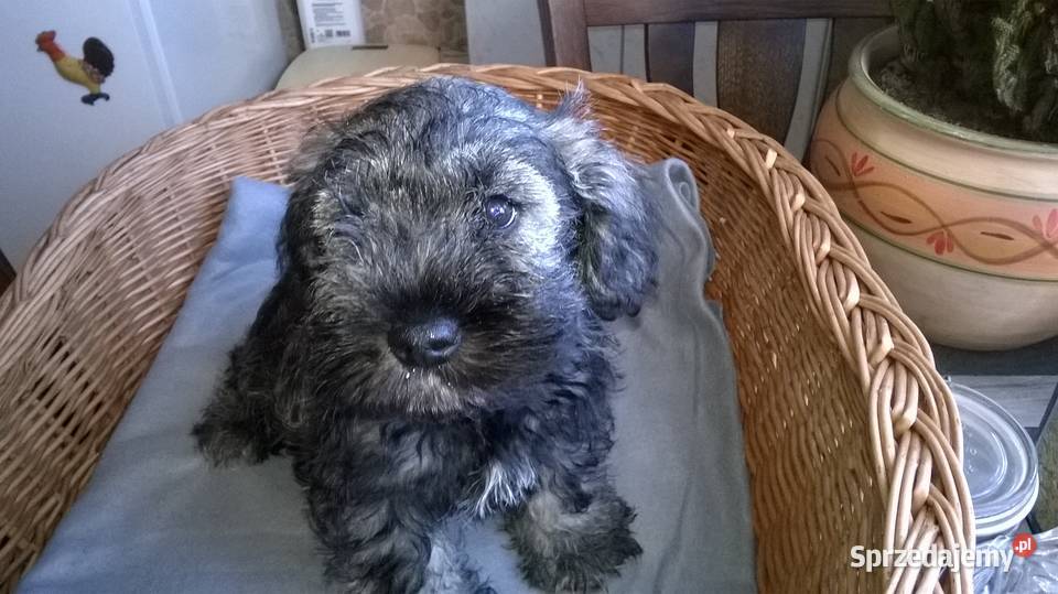 sznaucer miniaturowy kujawsko-pomorskie Lubień Kujawski