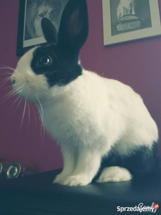 Królik miniaturka całe wyposażenie Pelplin