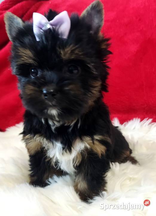 Kraj i zagranica Prześliczna czarna MAMBAŚliczna Opole