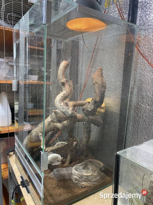 Boa leśny samica z papierami Myszków