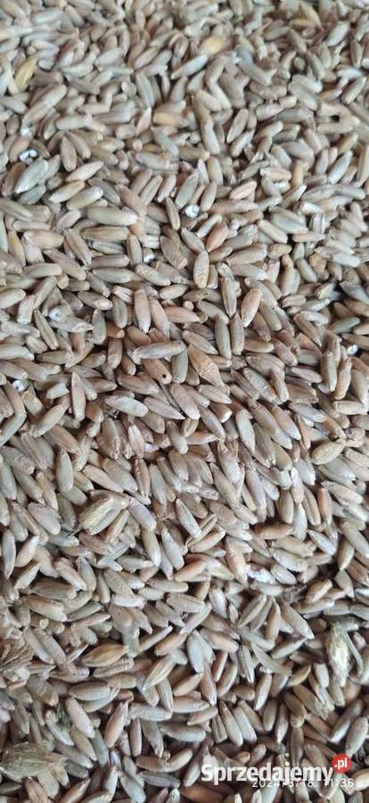 jęczmień ozimy czterorzędowy Żyto do siewu zbiór