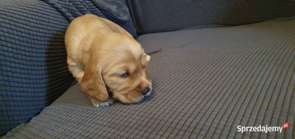 Cocker Spaniel Angielski piesek Radom