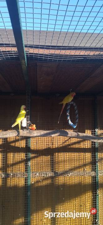 Księżniczka Wspaniała Walii Kłobuck