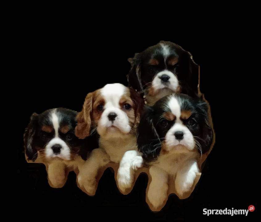 Cavalier King Charles Spaniel blenheim black and Częstochowa