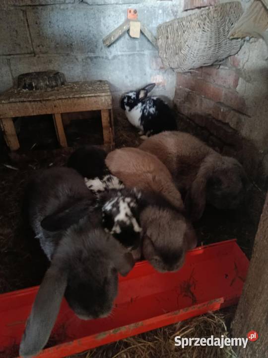 Sprzedam barany francuskie Morawczyna sprzedam