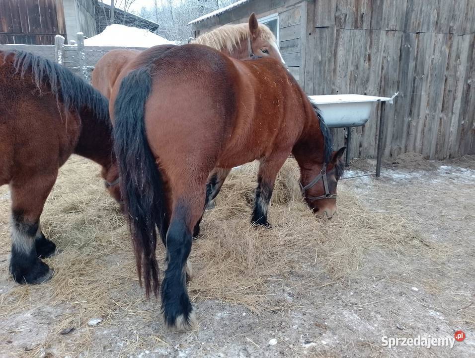 Koń Mrągowo