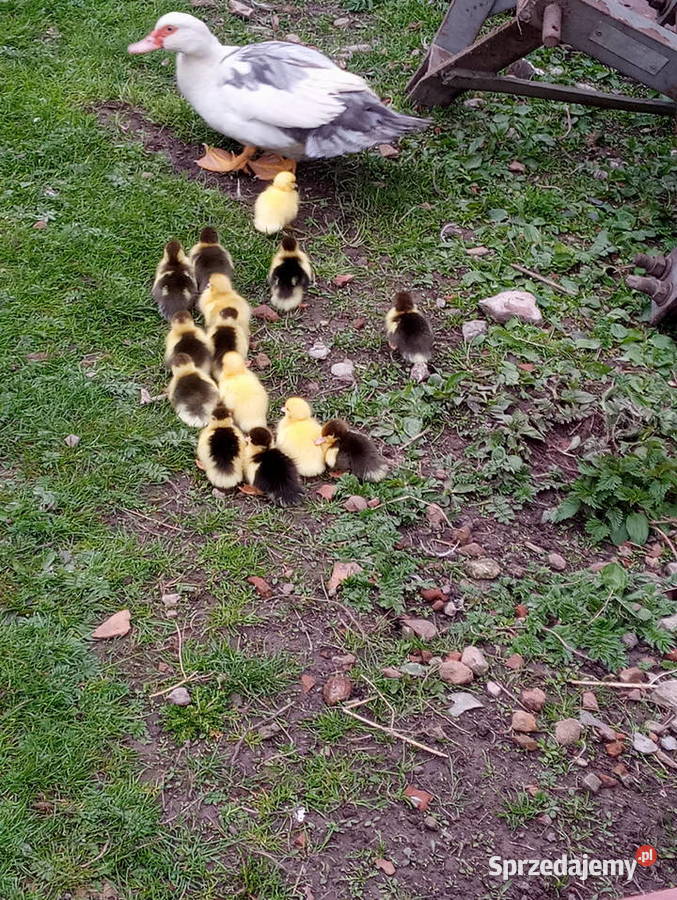 kaczki pisklęta Drób i ptactwo