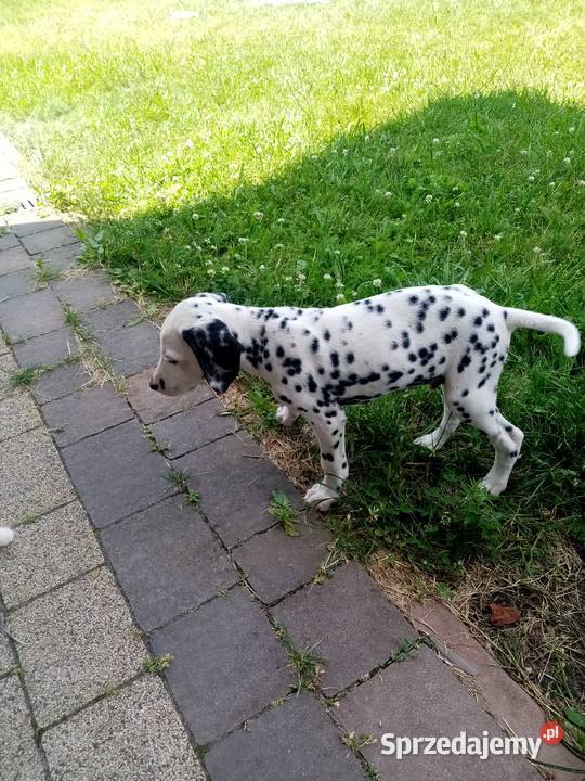 sprzedam szczeniaki dalmatyńczyk Szczucin