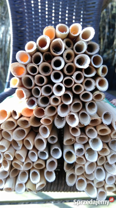 Trzcina murarki ogrodowej dolnośląskie Trzebnica