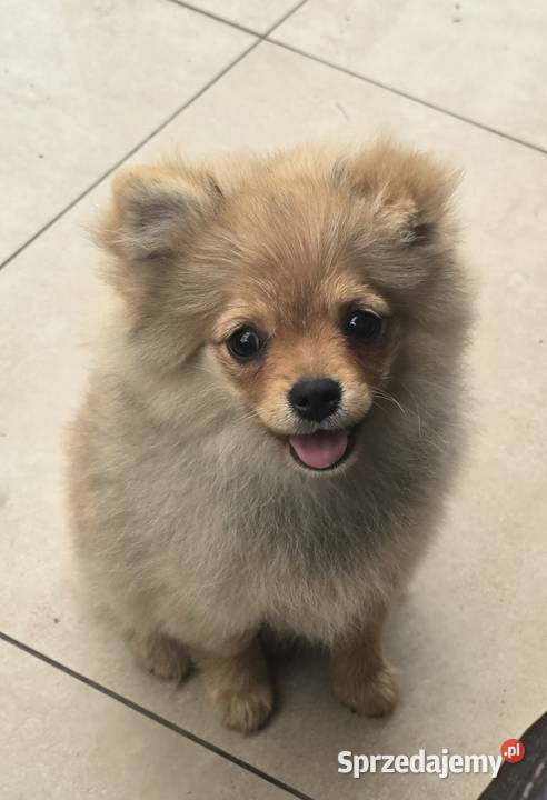 Pomeranian suczka szpic miniaturowy zkwp FCI Piątkowisko