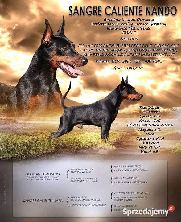 Pinczer Miniaturowy ZKwP FCI szczenięta Wrocław