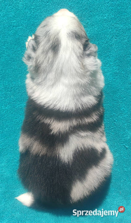 Piękny szczeniak BORDER COLLIE z Hodowli Rasowy Iwonicz