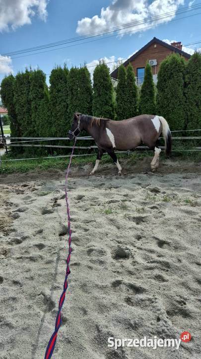 Klacz huculska z licencją Rzuchowa