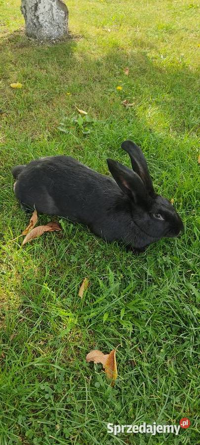 Sprzedam króliki Krotoszyn