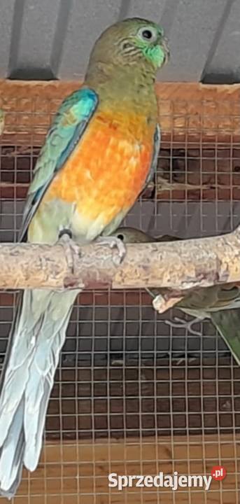 Świergotki zmienią woliere Ptaki Wadowice