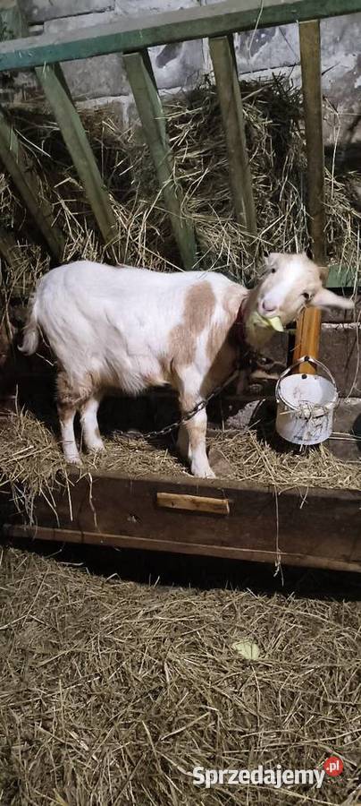 Koza 6 miesięcy Rogów