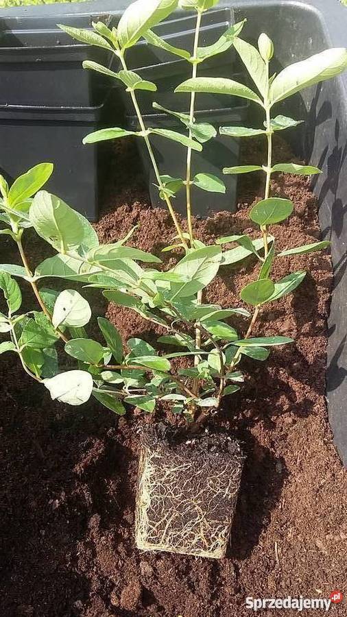 Jagoda Kamczacka szkółka sadzonki różny wiek i Lublin sprzedam