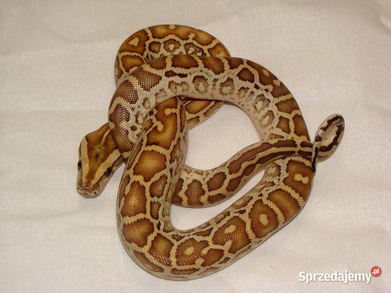 Młode Pytony birmańskie (Python bivittatus) odmiany hypomelanistycznej Katowice