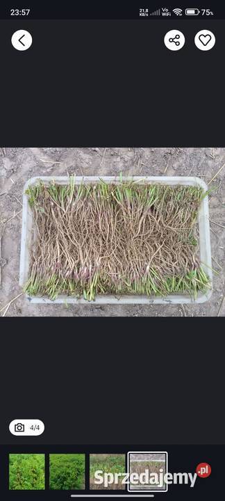 Korzeń sadzonka lubczyku Markowa