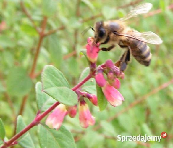 śnieguliczka sadzonki śnieguliczki śnieguliczka pomorskie Wejherowo