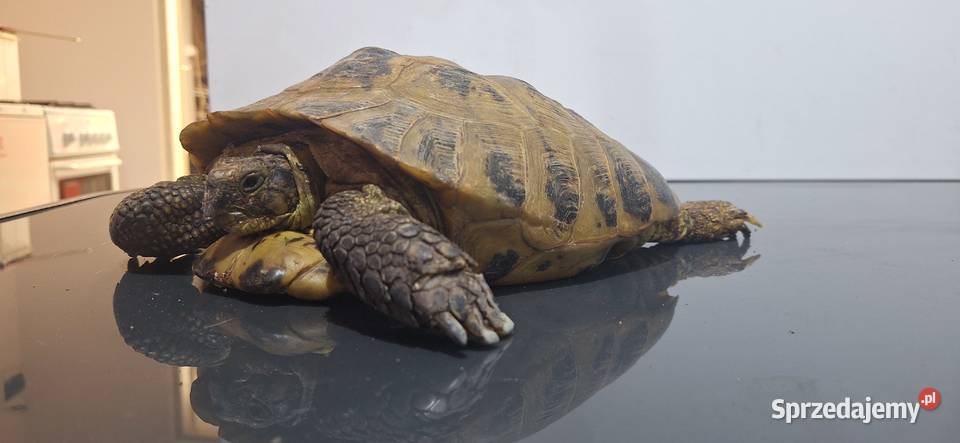 Żółw lądowy małopolskie Modlniczka