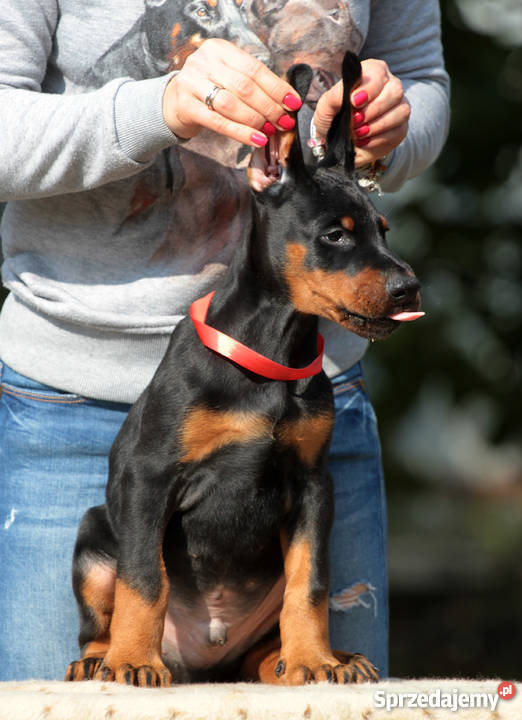 Doberman puppies Lublin sprzedam
