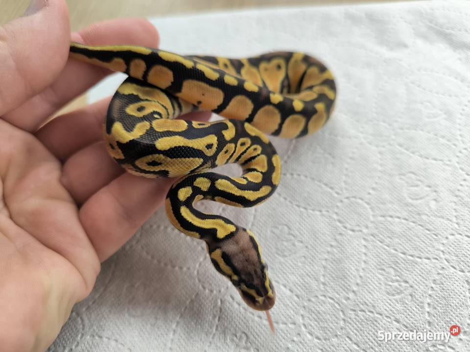Pyton królewski Orange dream Pastel Fire poss Gady i płazy Makowiec