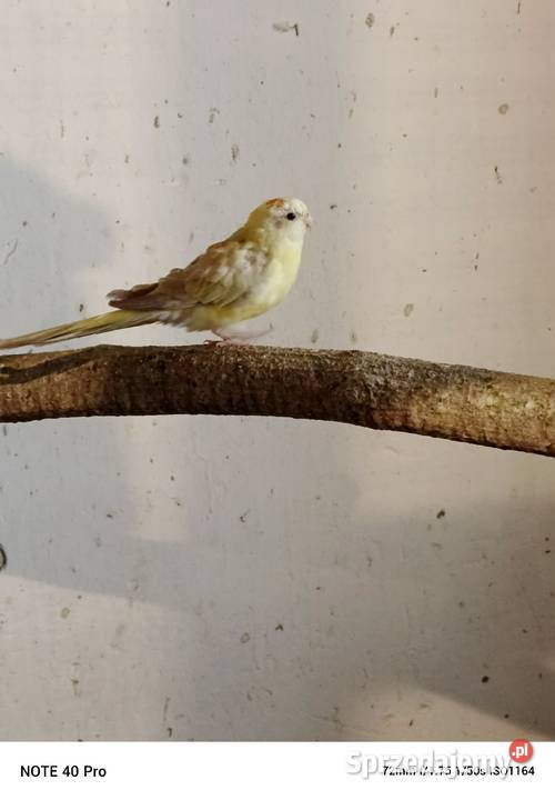 Sprzedam papugi faliste Gorzkowice