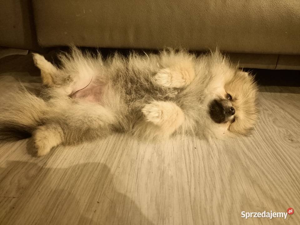 Reproduktor SZPIC MINIATUROWY pomeranian Tarnowskie Góry