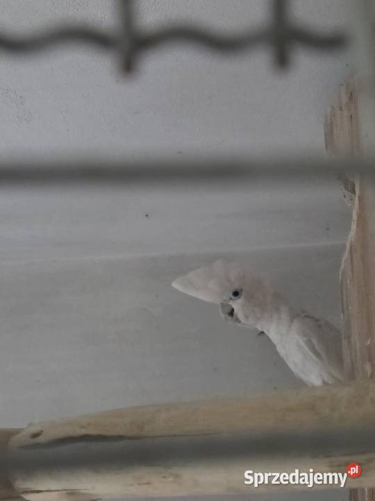Dorosła para Kakadu Mała Salomońska łac Cacatua Rawicz