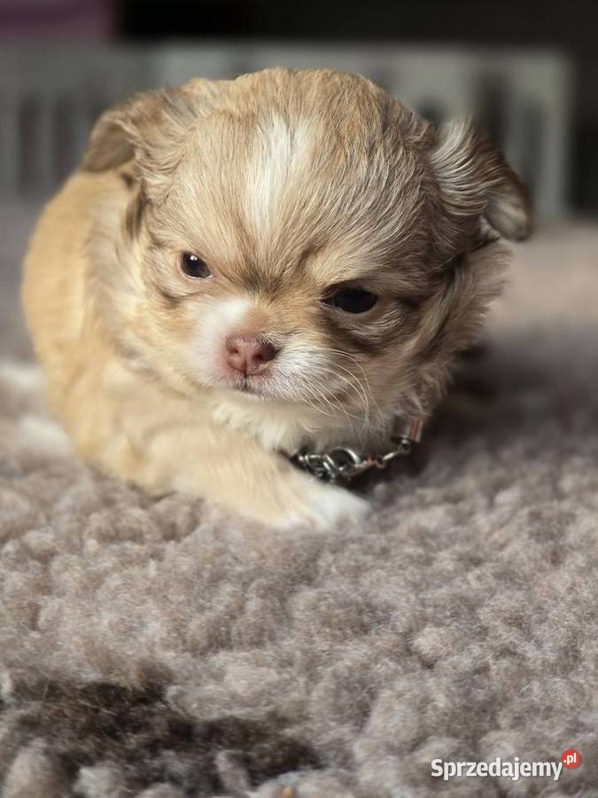 Chihuahua Biszkoptowy piesek Xxs Bielsko-Biała