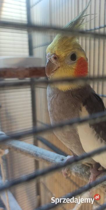 NIMFA Z KLATKĄ I AKCESORIAMI Kobyłka sprzedam