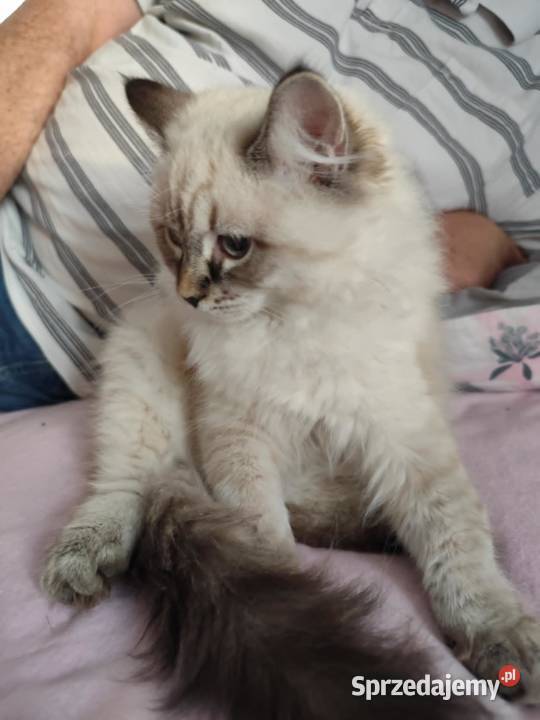 Kotki Neva masquerade FifeFPL