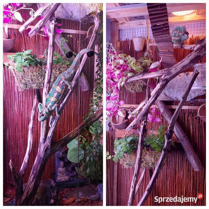 Kameleon jemeński z terrarium Opole