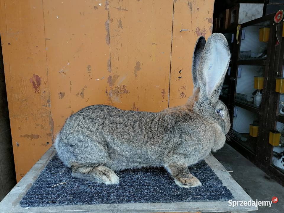 belgijski olbrzym wysyłka podkarpackie Leżajsk