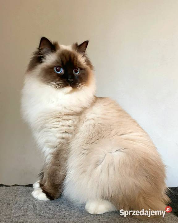 przepiękny kocurek ragdoll rodowód FPL kocur Gorzów Wielkopolski