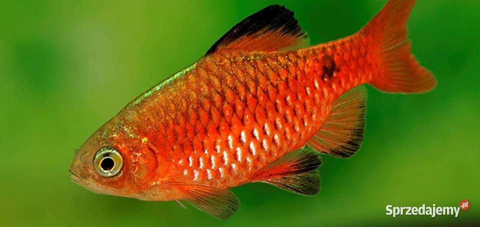 Brzanka różowa NEONOWA Pethia conchonius Barbus Gdańsk