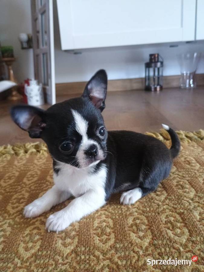 Chihuahua przepiękny chłopiec xxs łódzkie Radomsko