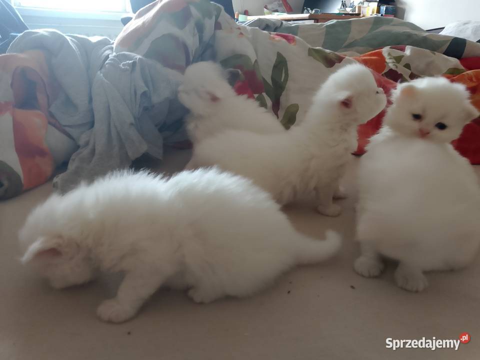 Korki perskie białe sreberka Inowrocław