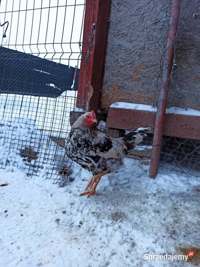 Koguty zargodowe i koguty liliputki Krasnystaw