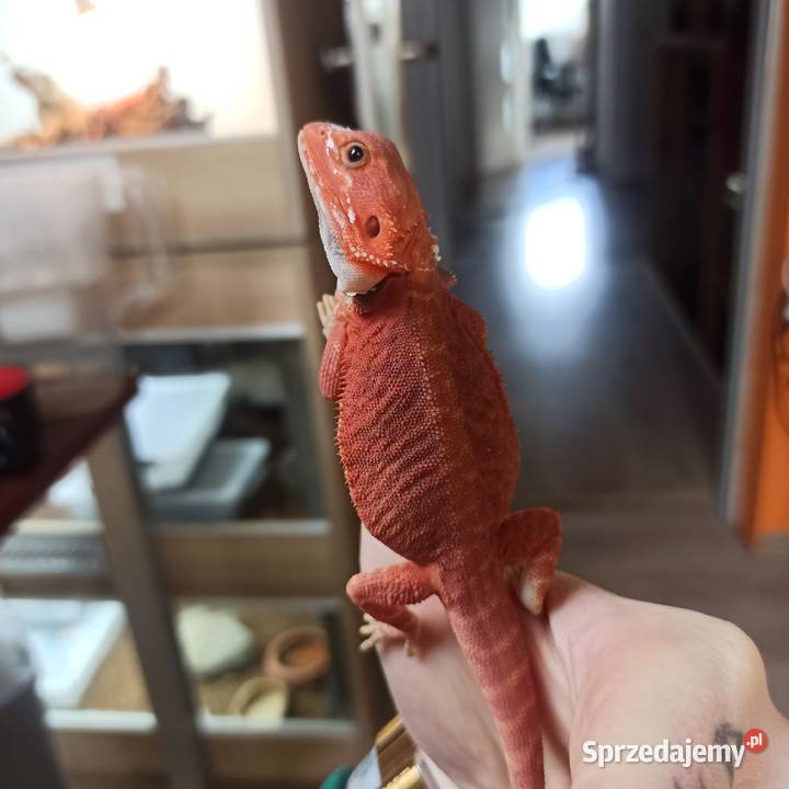 Agama Brodata Red Błonie sprzedam
