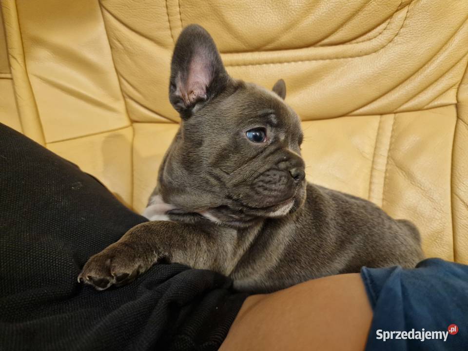 Szczenięta Buldog Francuski Blue dolnośląskie Góra