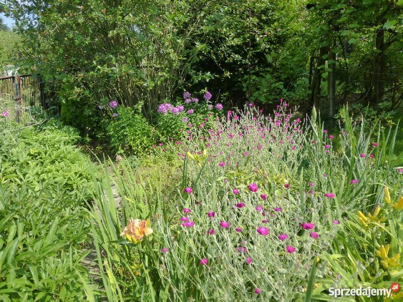 Dzialka ROD w centrum Krakowa zagospodarowana Kraków