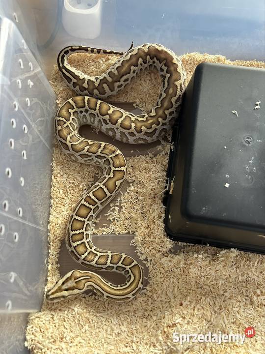 Pyton Birmański Python Bivittatus het Pied het świętokrzyskie Suchedniów