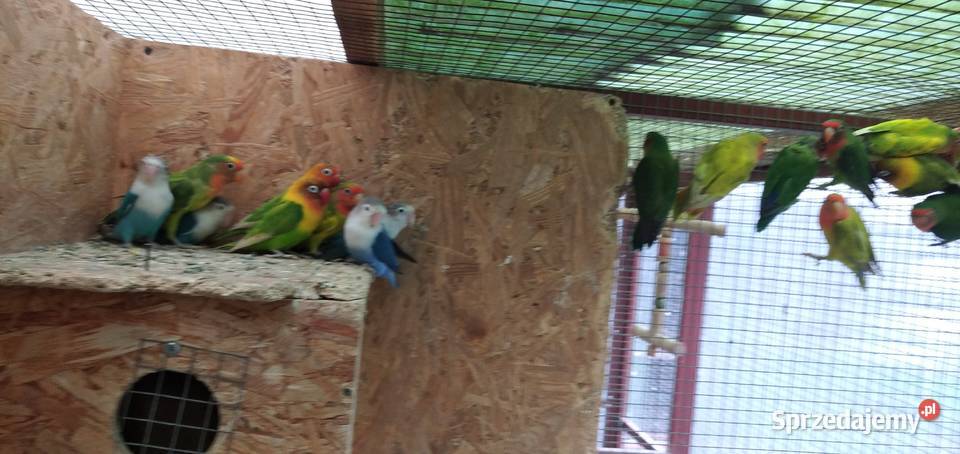 Sprzedam papugi czerwonoczelne i faliste Sługocinek sprzedam