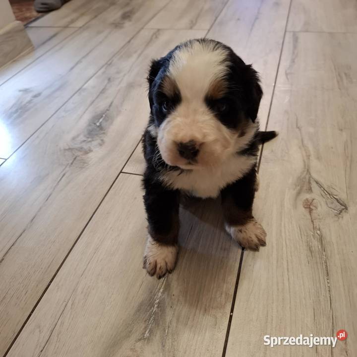 Szczeniaki berneński pies pasterski Ozorków