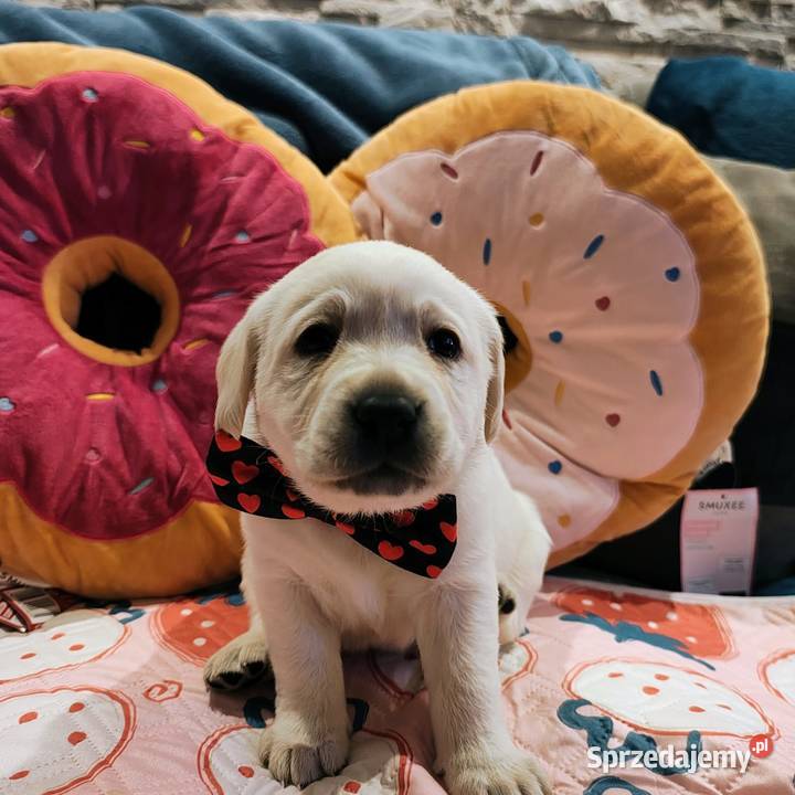 Labrador retriever szczenię wspaniałej budowy Warszawa