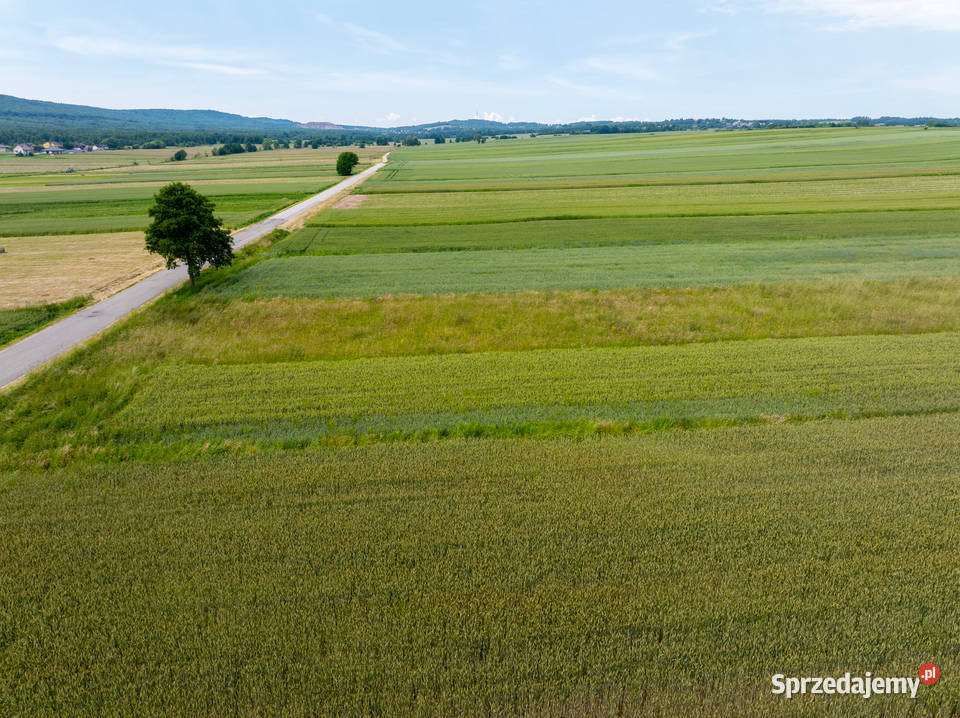 Działka Wzdół Kolonia Bodzentyn 30 Kielc 6100m2 6100m2 Sprzedaż Wzdół-Kolonia