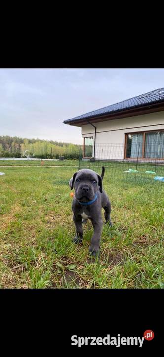 Cane corso Z Czarnych Palladynów FCI zachodniopomorskie Szczecin