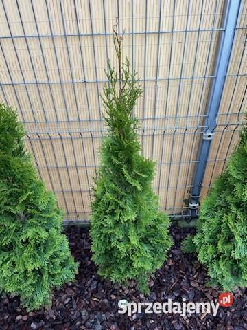 Tuja szmaragd tuje thuja smaragd szmaragdowa Iglaste Gorlice